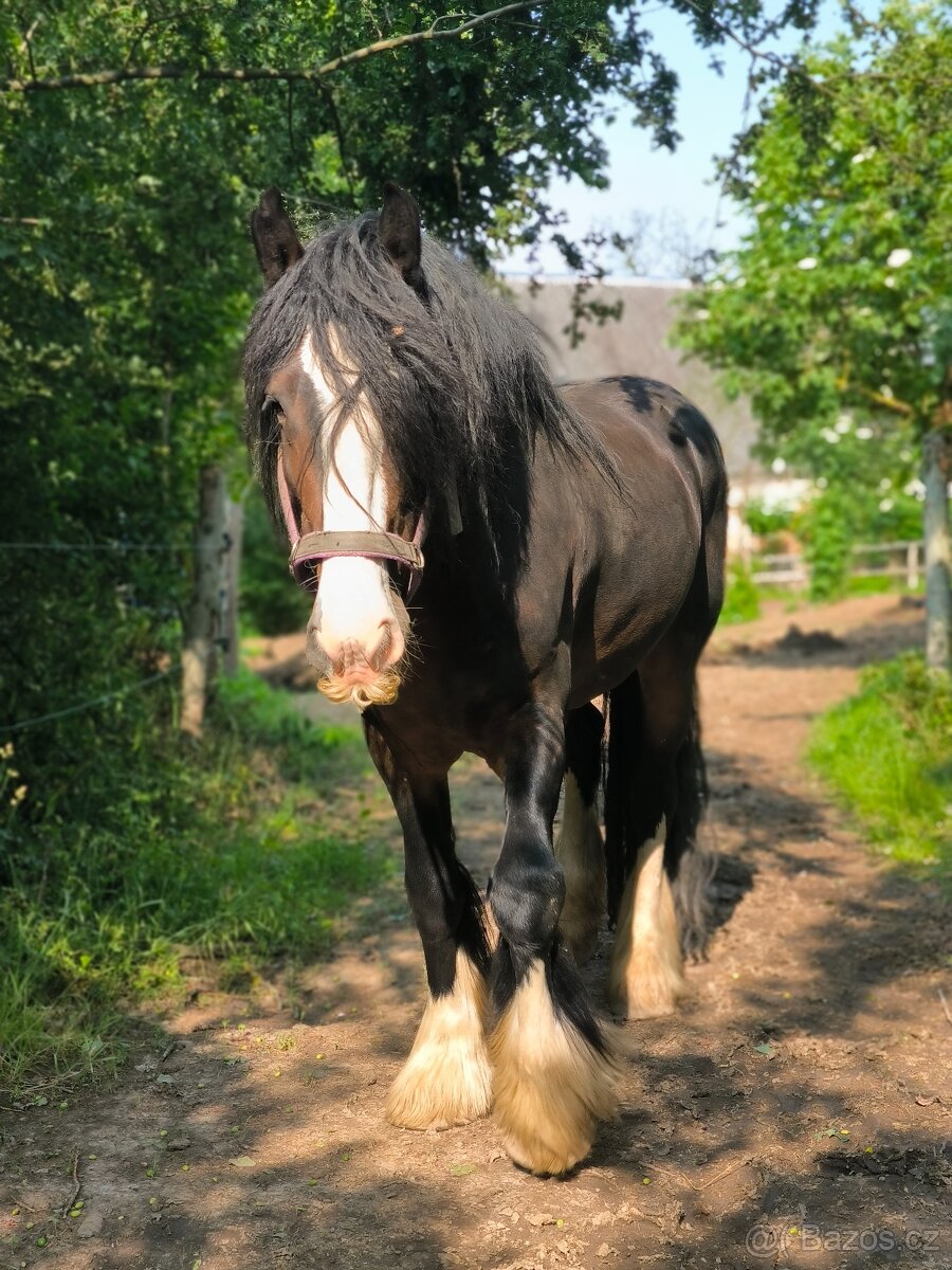 Drum horse plemený hřebec