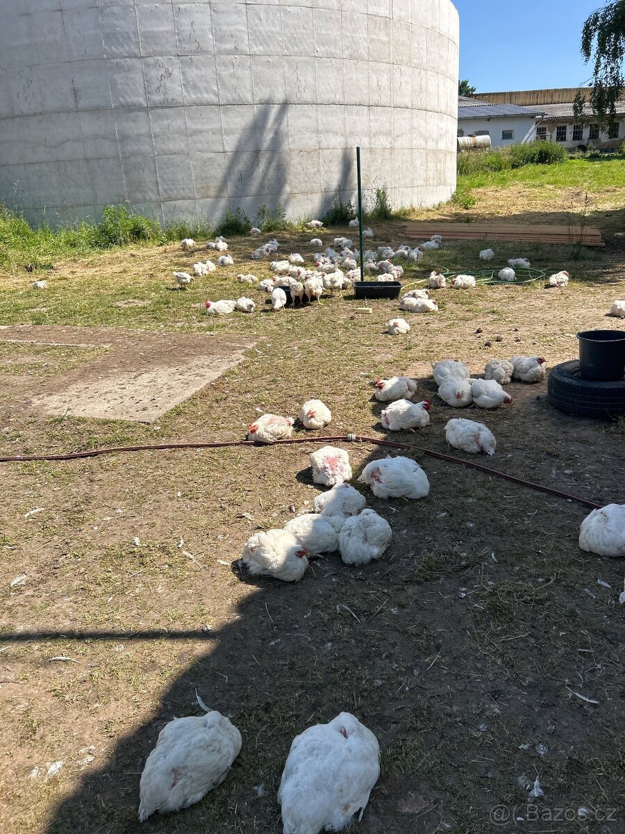 Mražené ci chlazené kuře na BARF