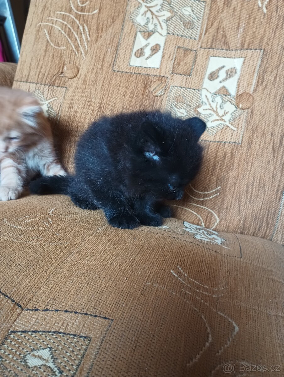 Daruji Koťátka dvě