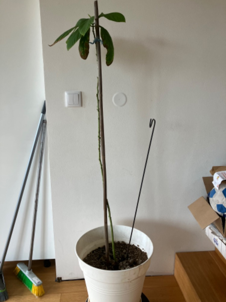 Avokado