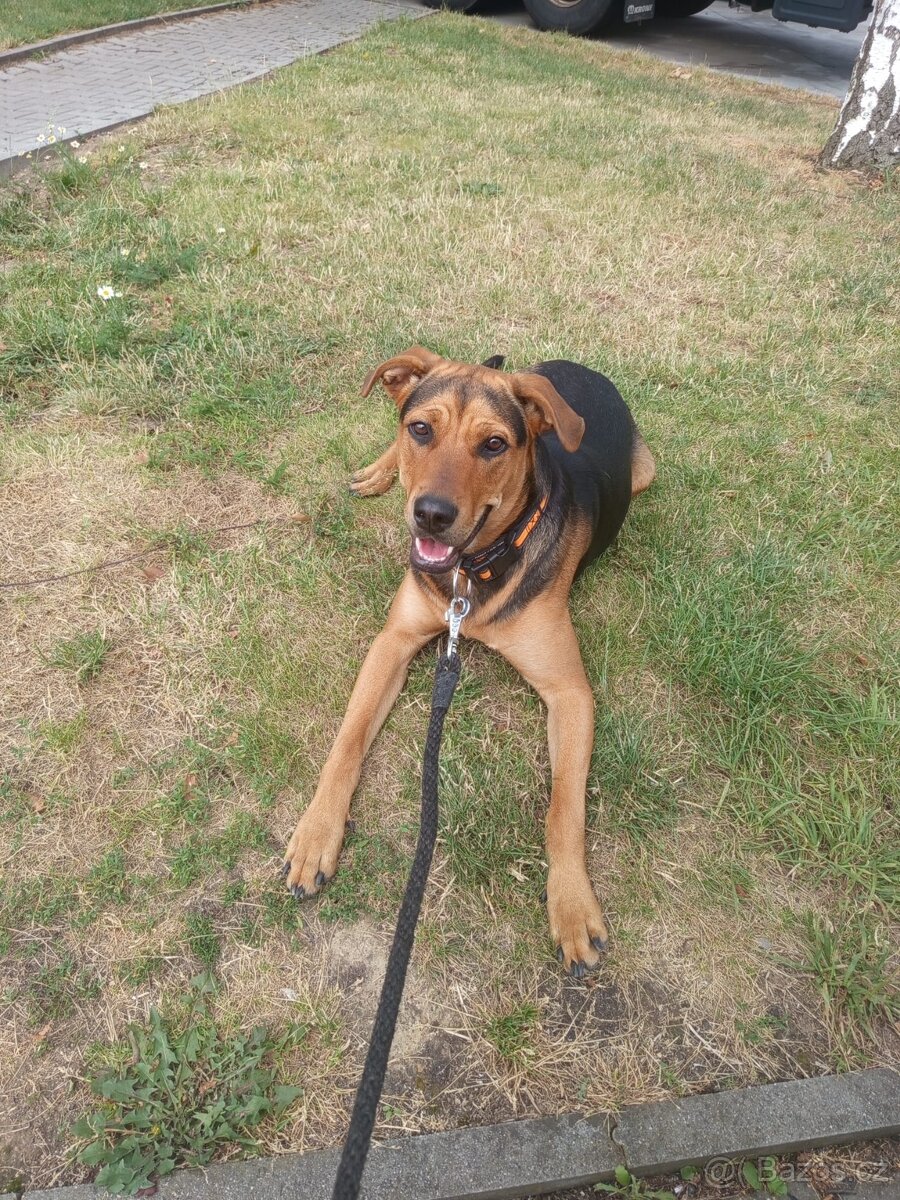 Daruji k adopci