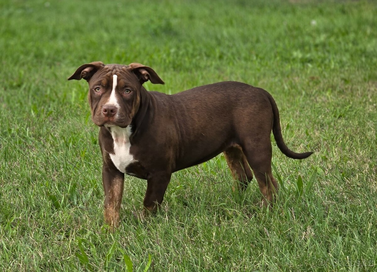 American bully - ch.s. Family Muscle Bullies