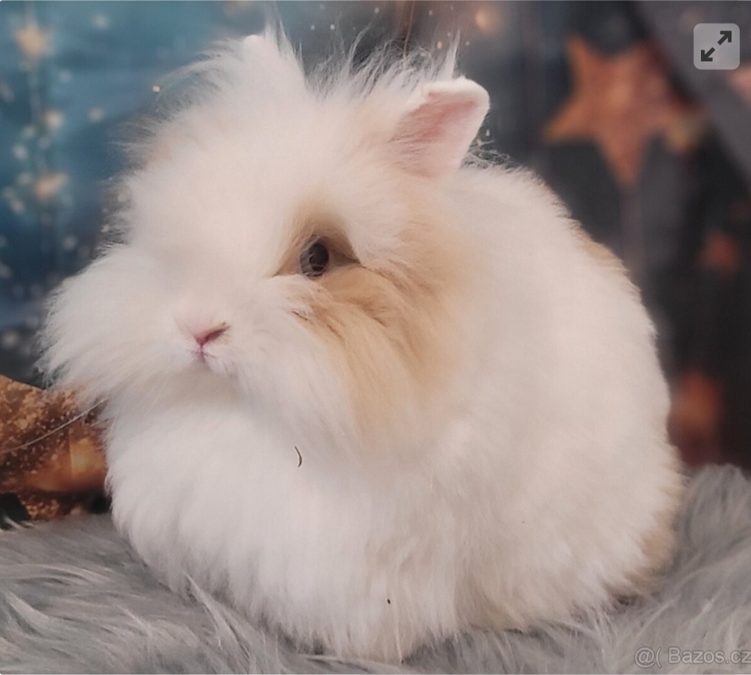 Zakrslý králík teddy