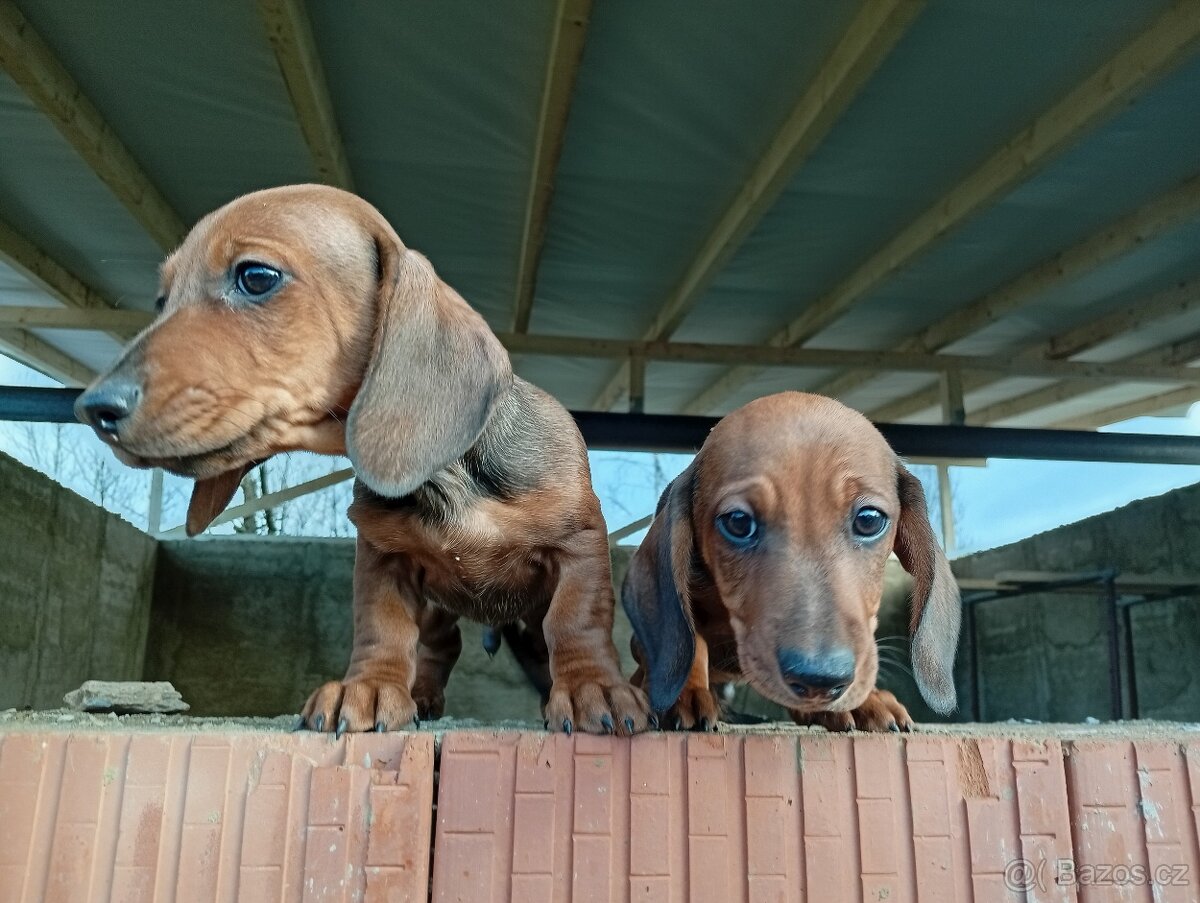 Jezevčík trpasličí