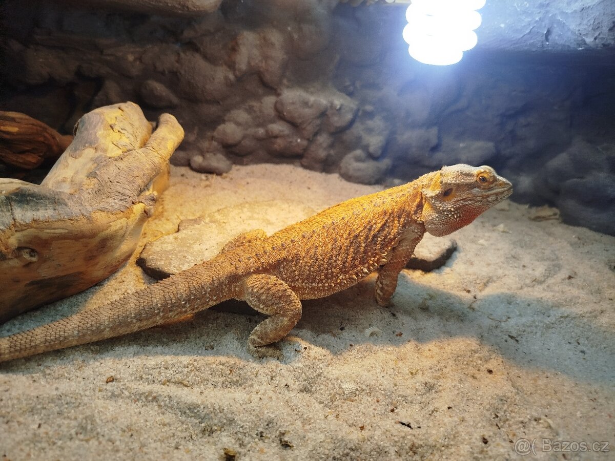 Agama vousatá s teráriem a komodou