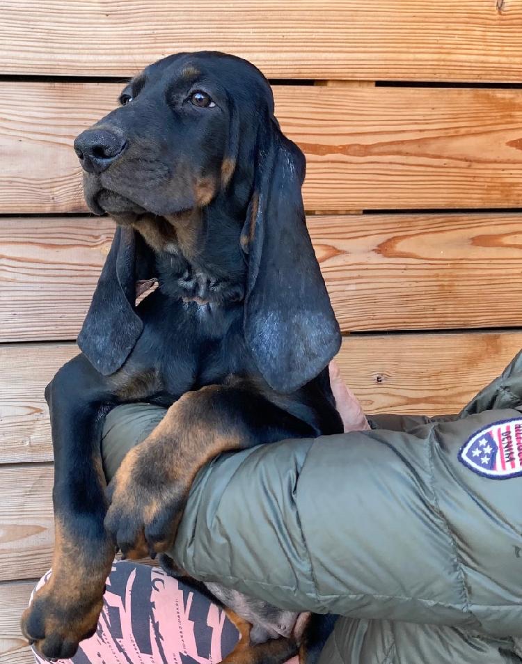 Black and Tan Coonhound/ americký mývalí pes