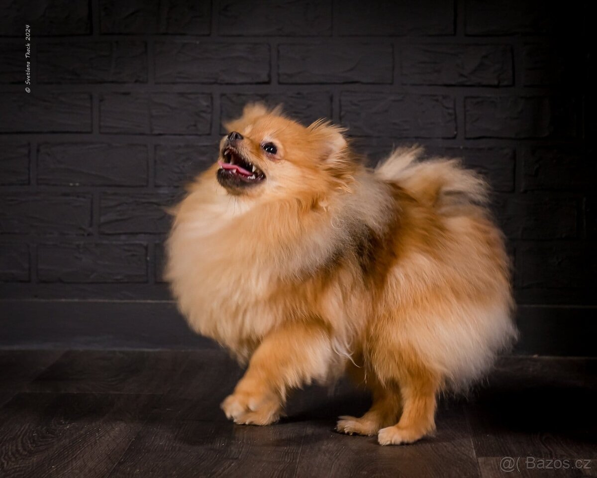 Шпиц померанский красотка