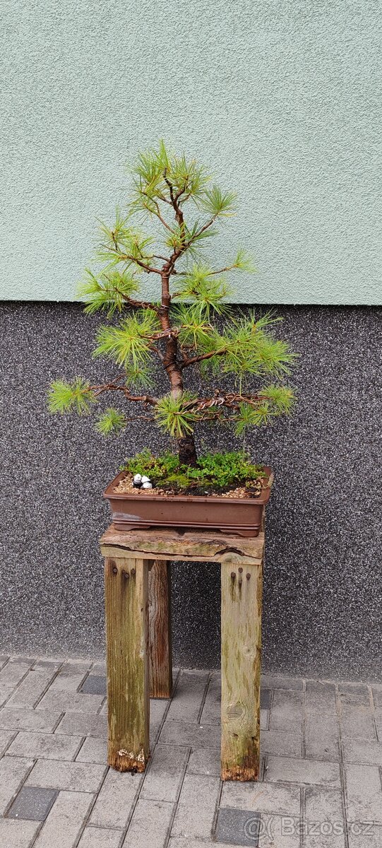 Bonsai, bonsaj, borovice v misce