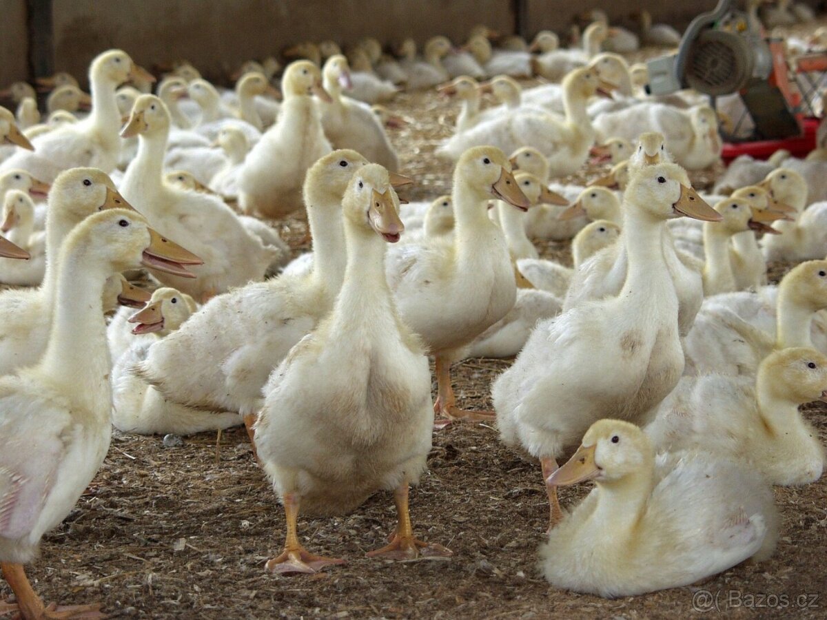 Pekingská káčata, husokačeny mulard, brojlerová kuřata