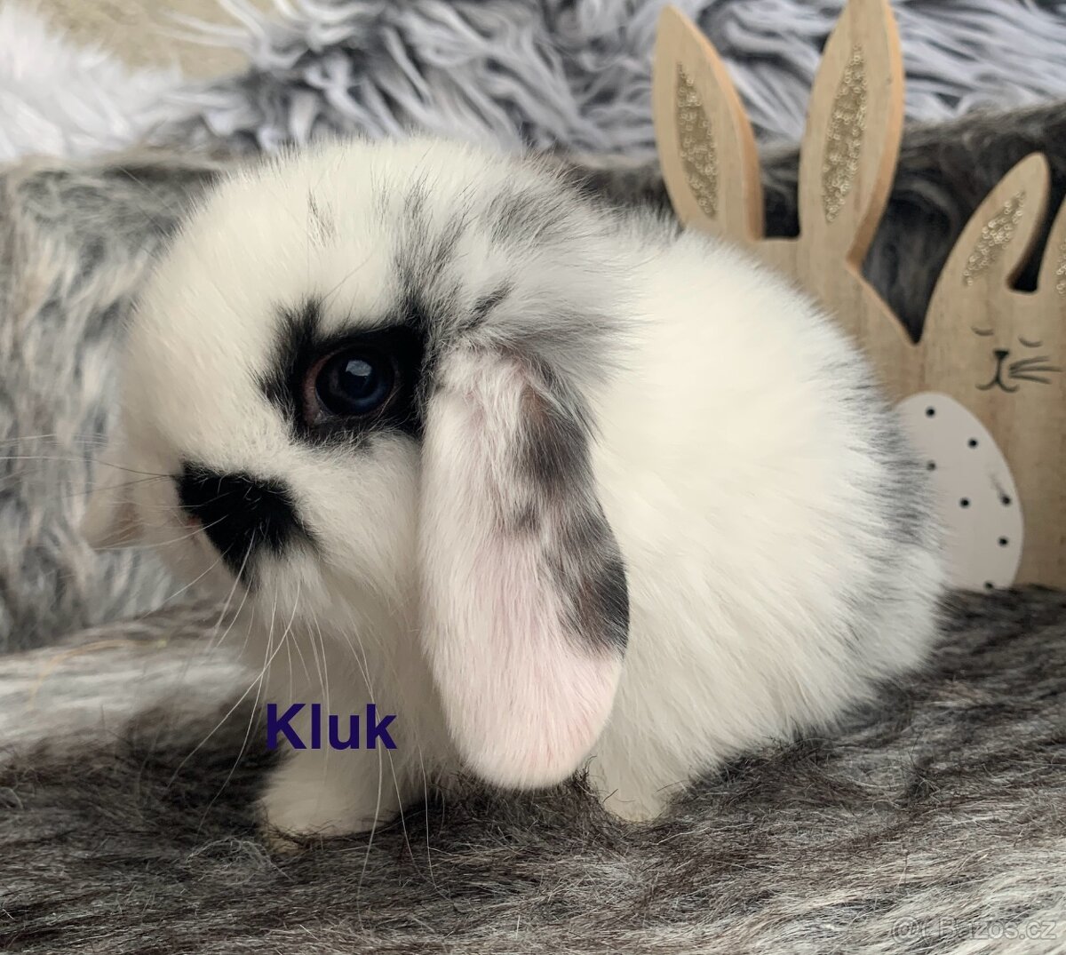 ❤️⭐️Minilop Kralicek Beránek ⭐️⭐️