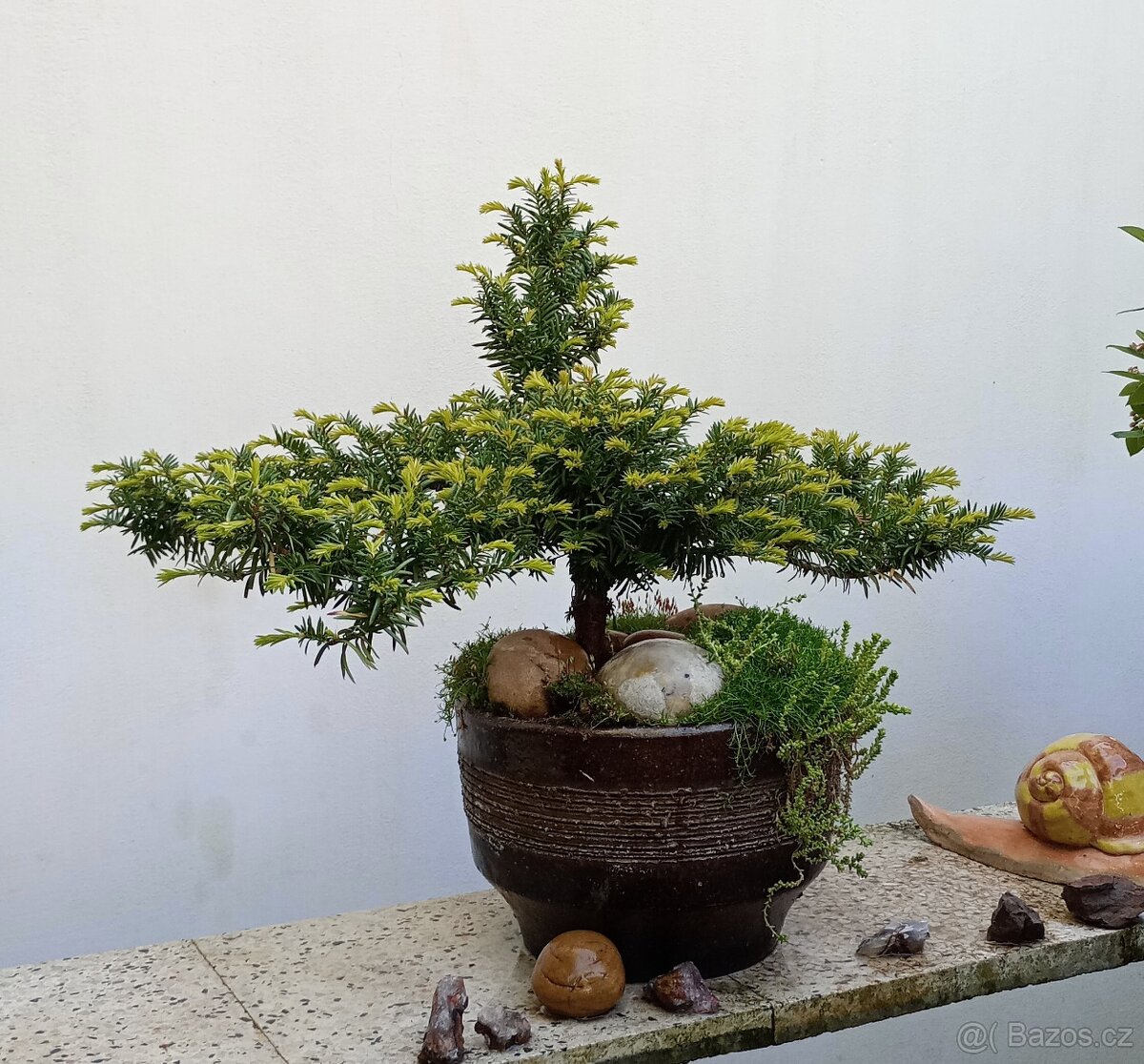 Tis červený bonsai