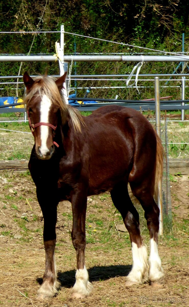 Welsch Cob D