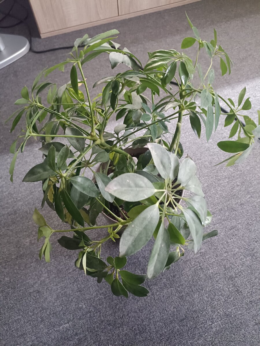 Schefflera arboricola