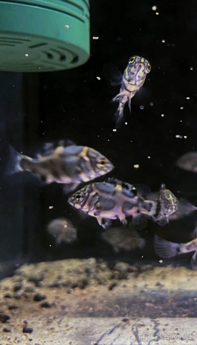 Akvarijní rybičky