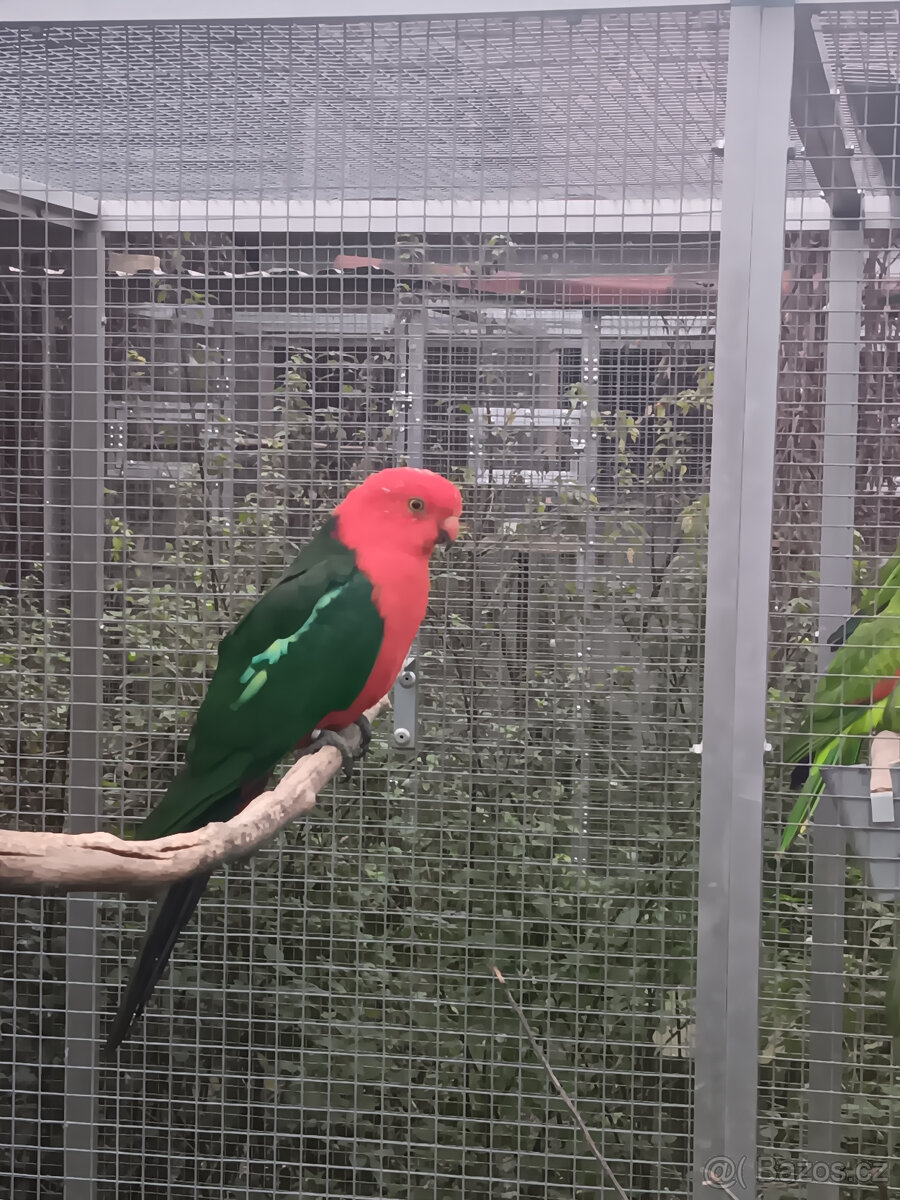 Ručně dokrmený papoušek královský