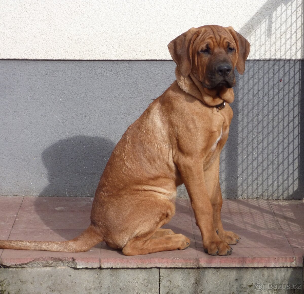 Tosa inu - pejsci k odběru