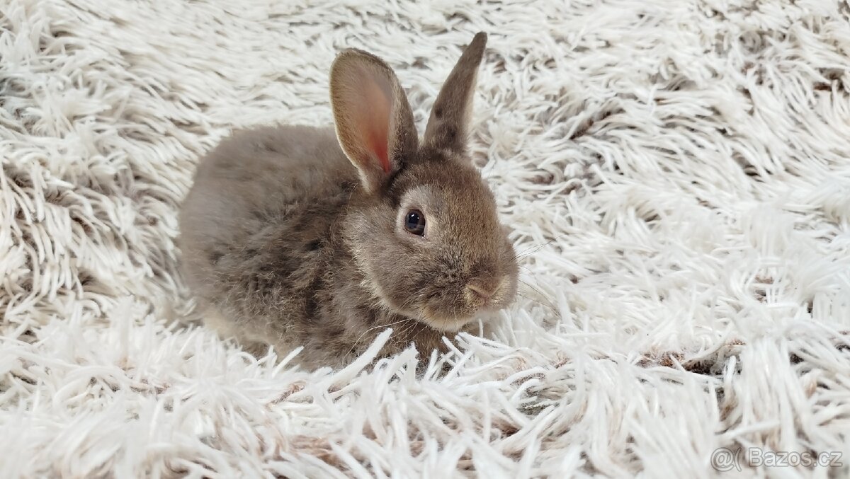 Zakrslý králík, králíček -(REX)-DAMIAN