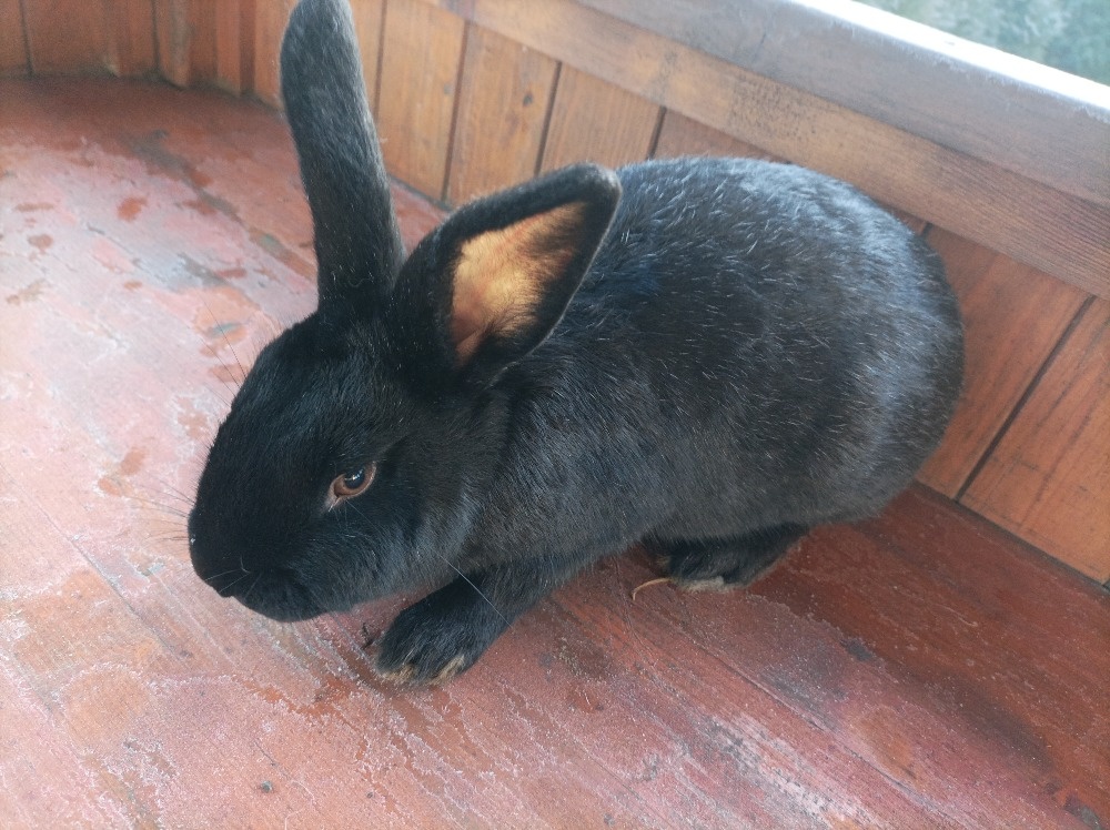 Zdravá samice králíka