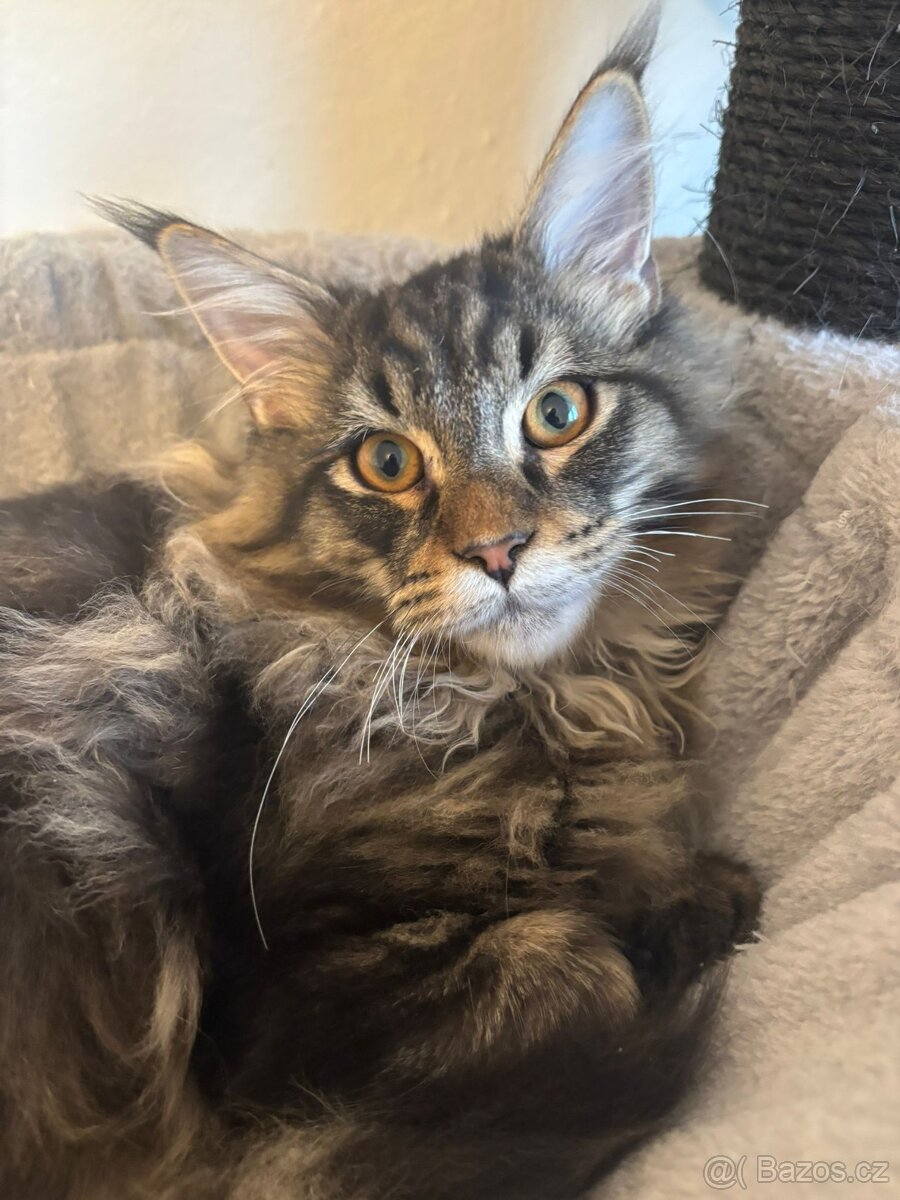 Mainská mývalí koťata s PP