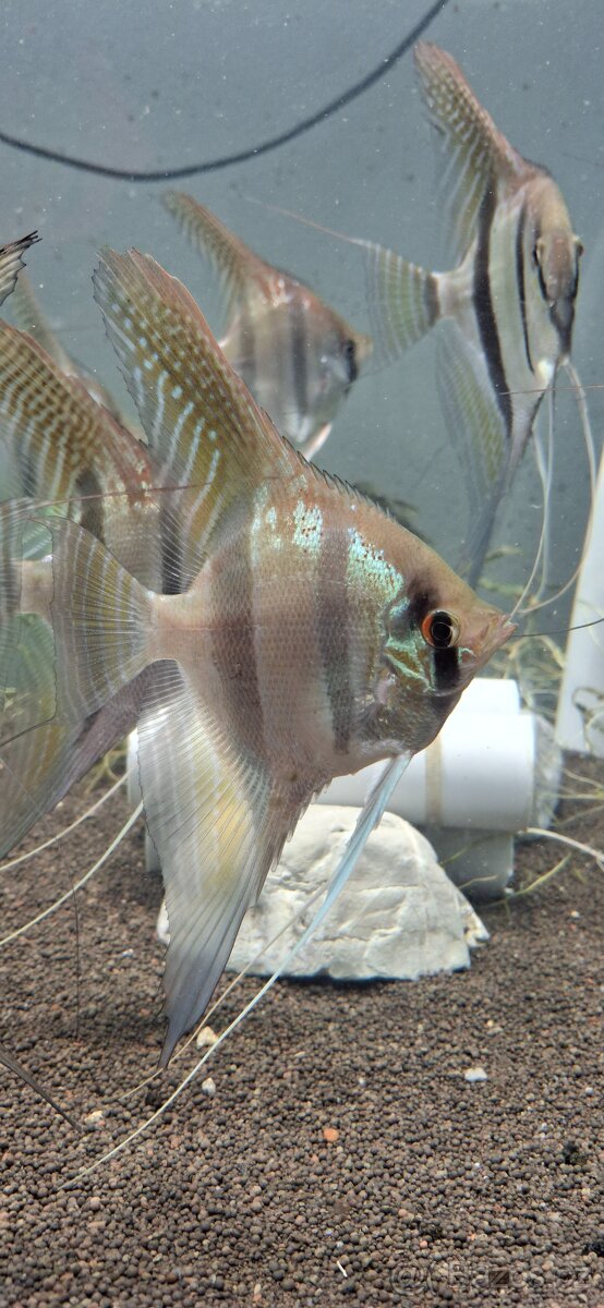 Pterophyllum sp Santa Isabel F1