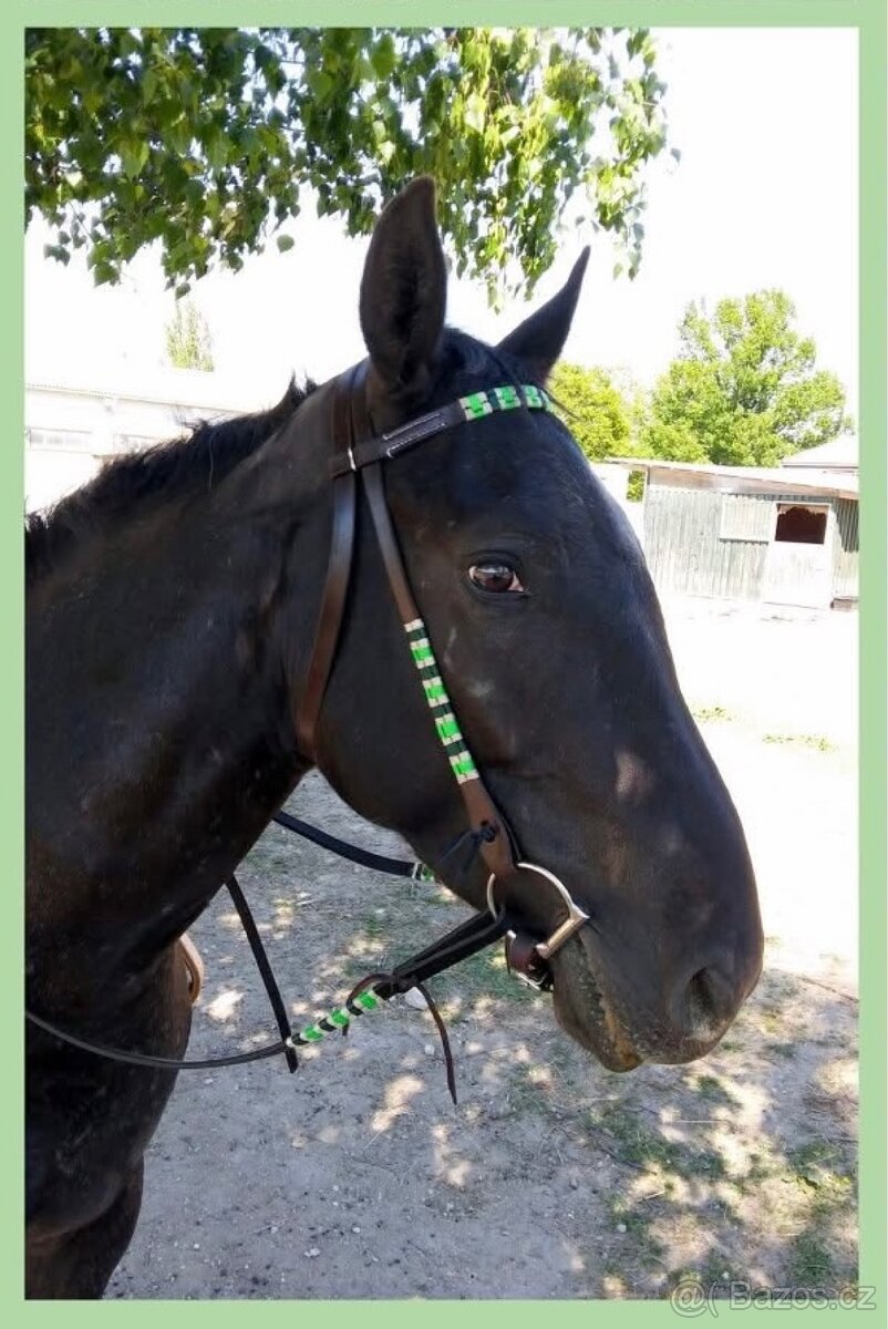 Westernová uzdečka včetně otěží, vel. cob