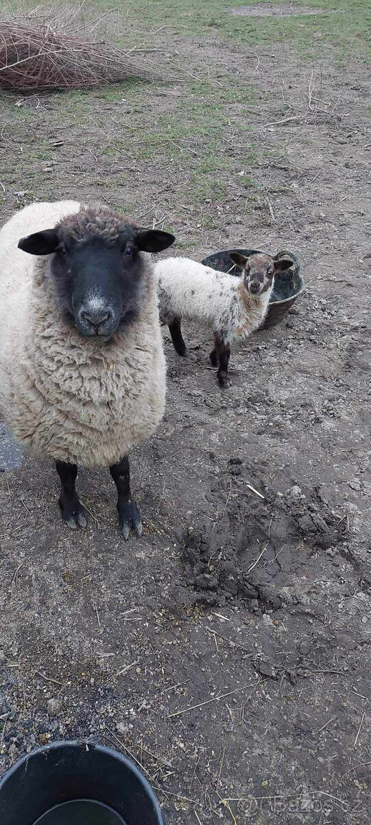 Prodám ovci