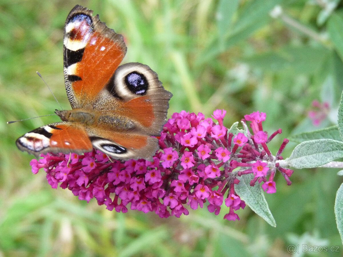 Komule Davidova (Buddlea, Motýlí keř) - viz fota