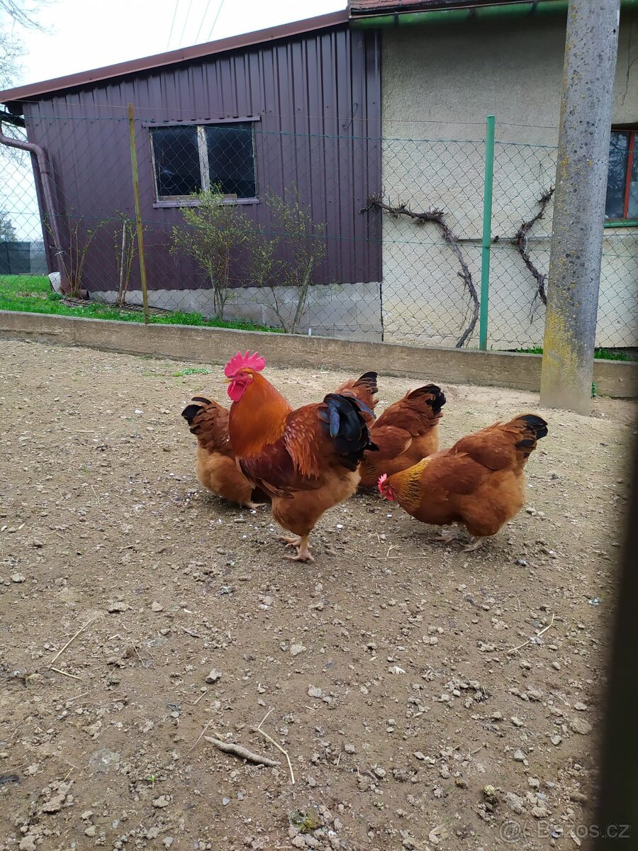 Vejce Hempširka