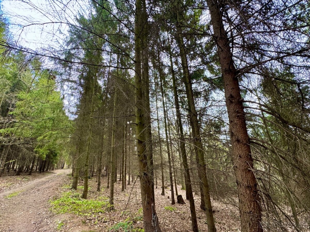 Lesní pozemek k.ú. Tísek 3.049m2