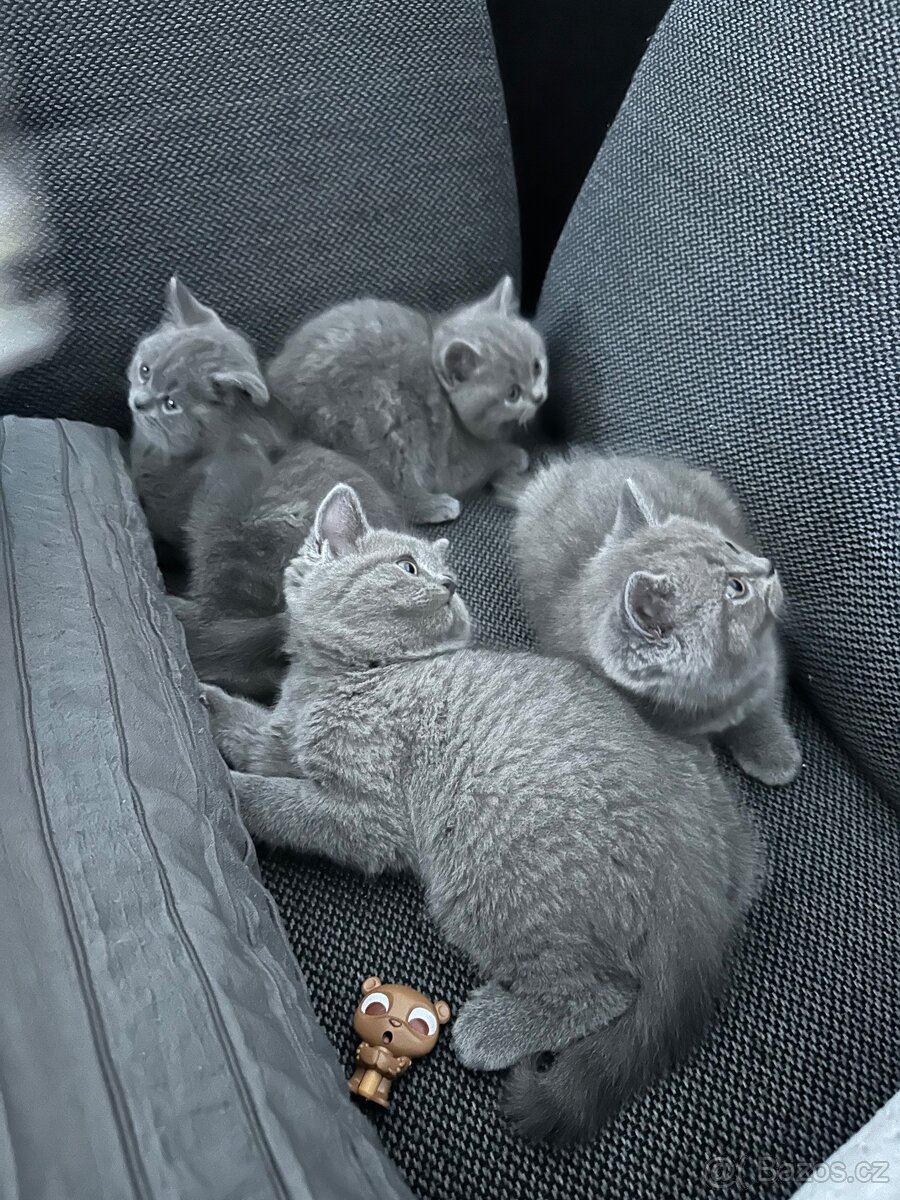 Britská koťátka bez PP