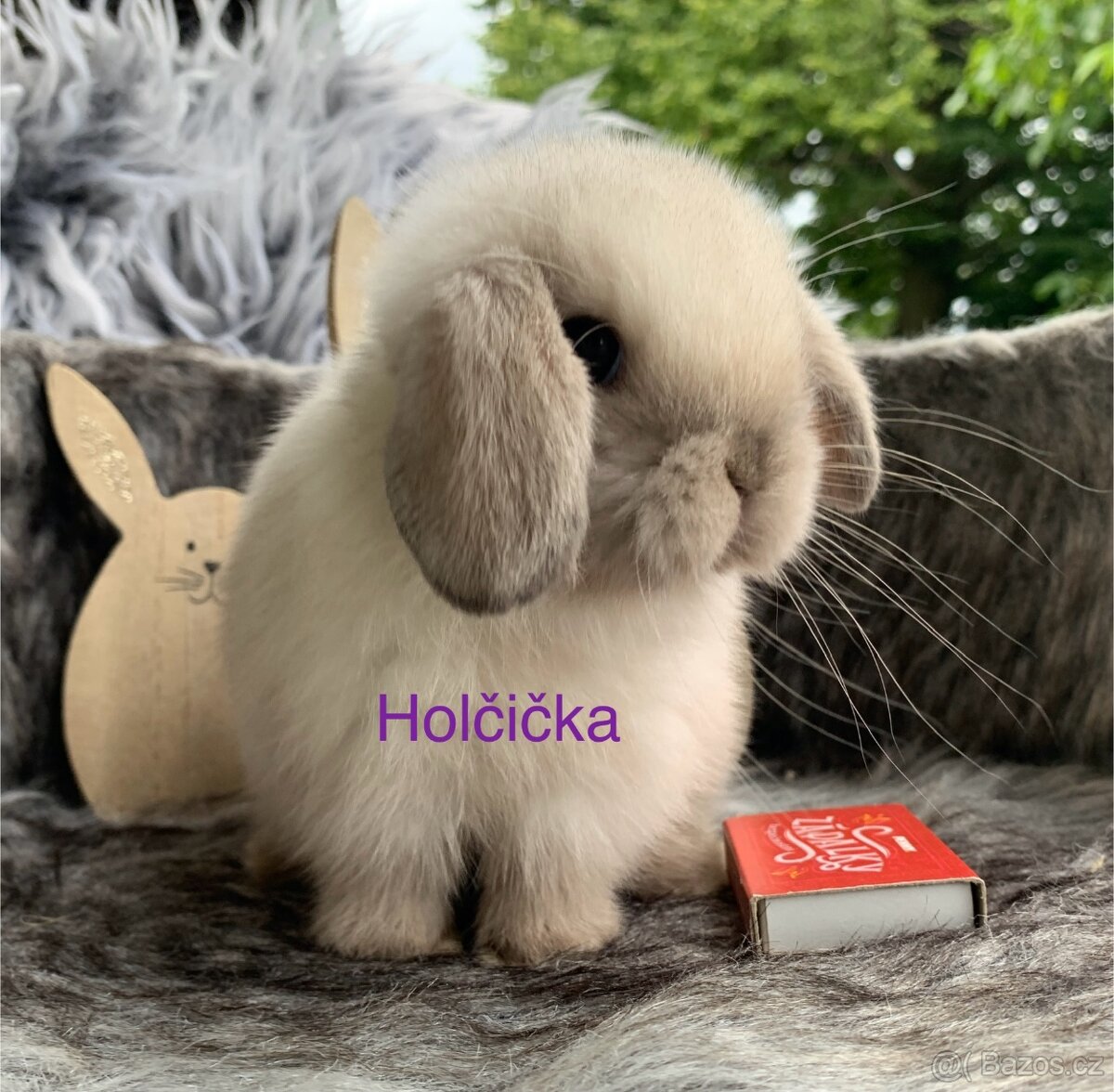 ❤️❤️Krásná Minilop Kralicek veranek miminka