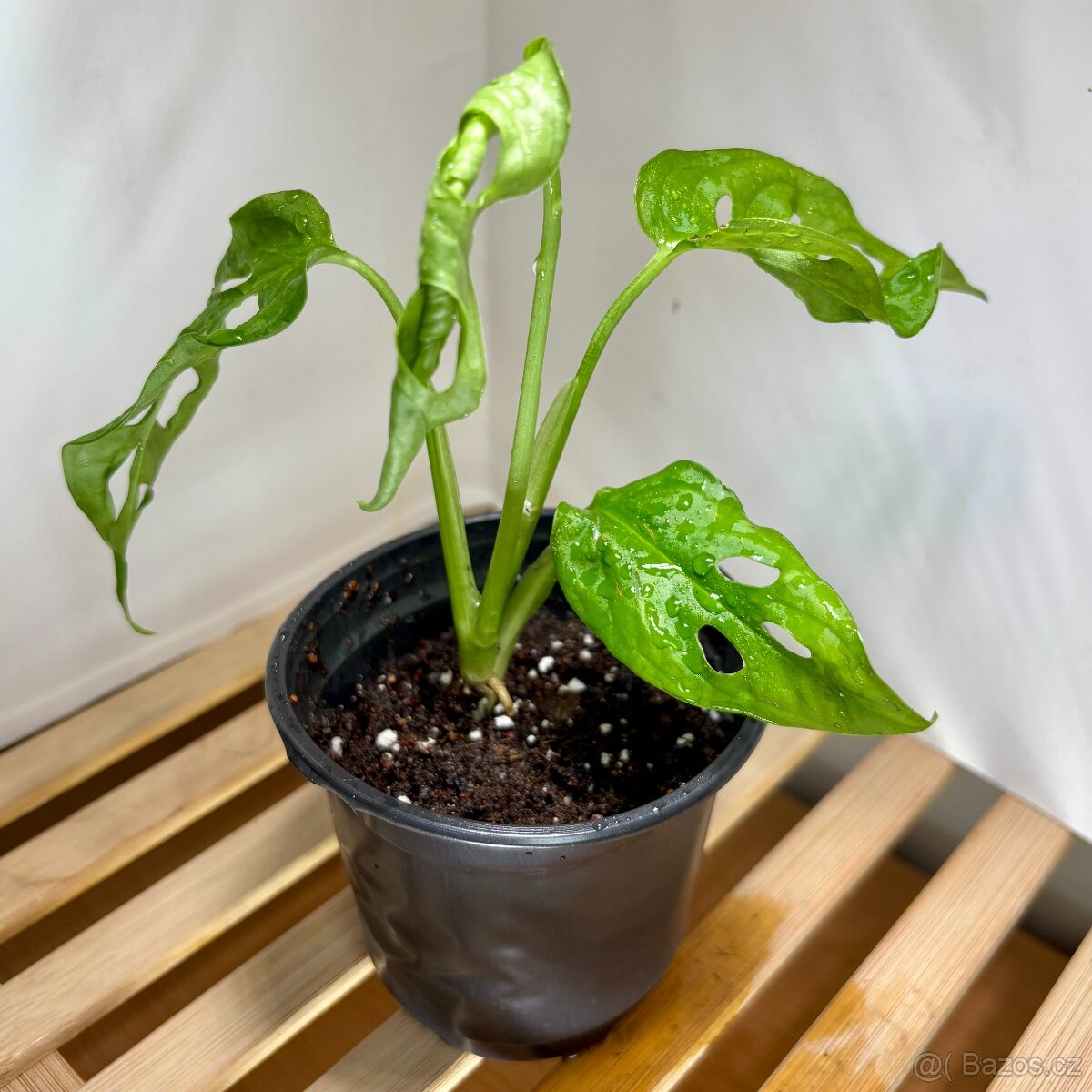 Monstera monkey, Monstera obliqua Leichtlinii, Opičí monster