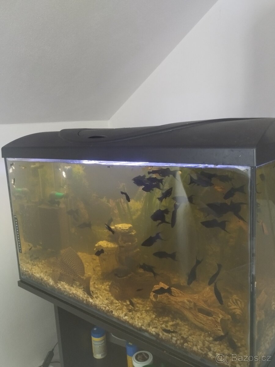 Prodám Black molly