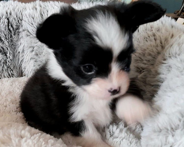 Jorkšír Biewer x čivava