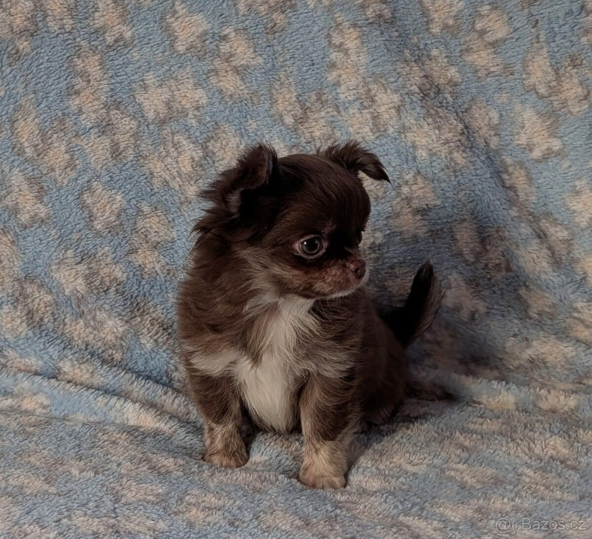 Čivava dlouhosrstá s PP- pejsci a fenky