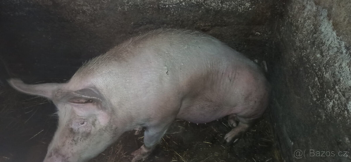 Prodám prase cca 220 kg, krmené bramborama, řepou a šrotem