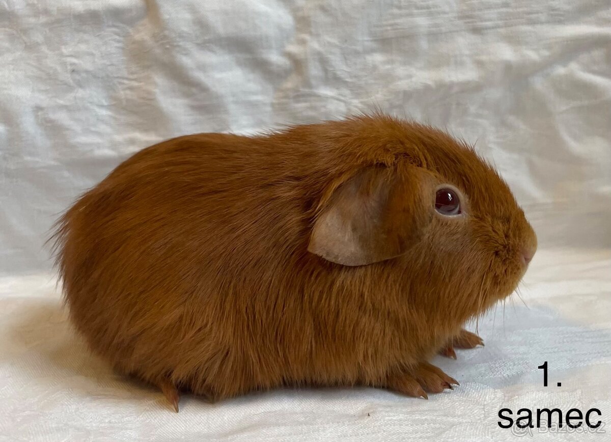 Hladka morčata s PP