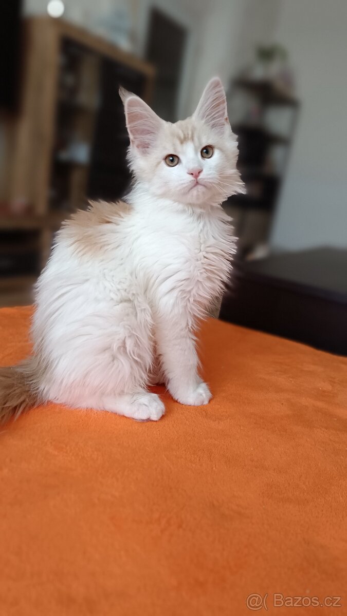 Mainská mývalí s PP