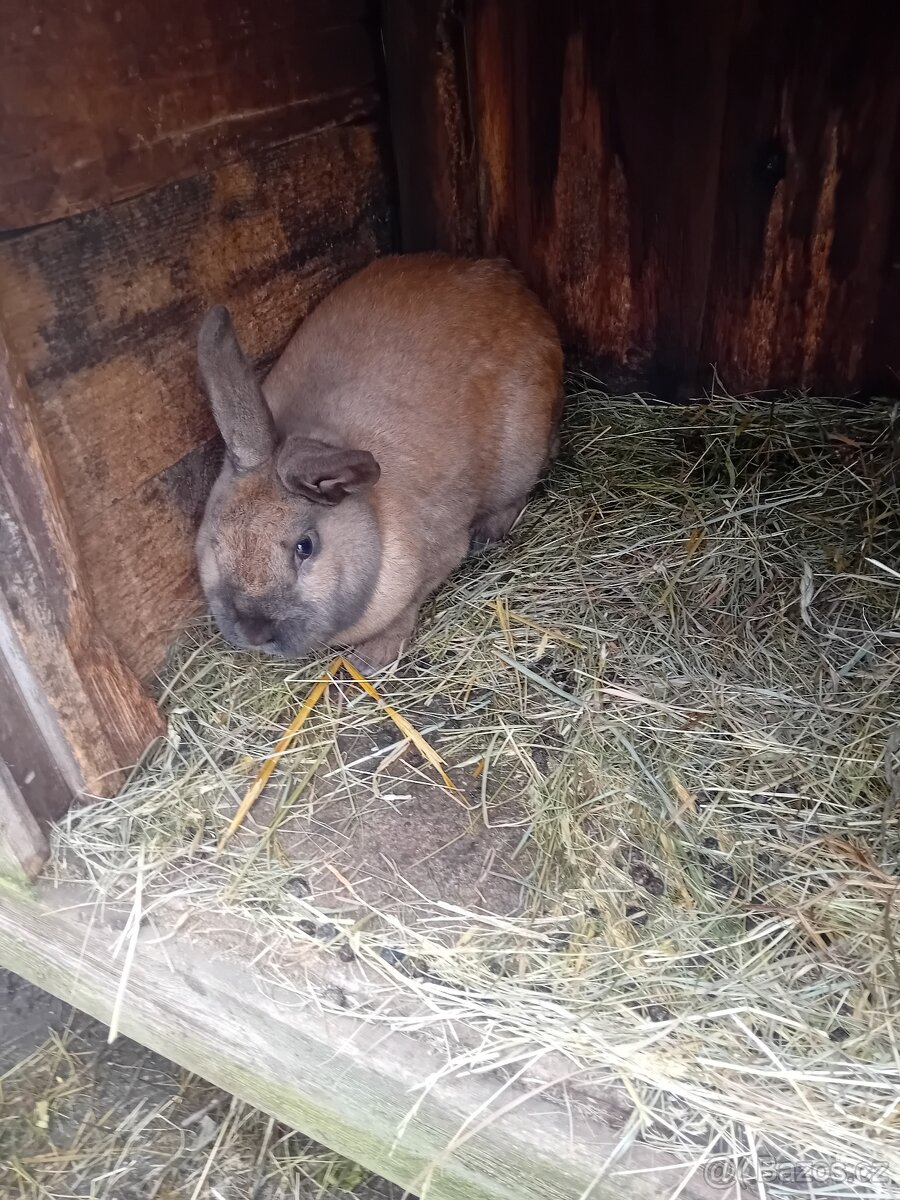 Králík durynský samec