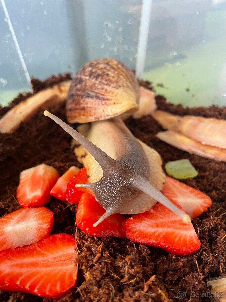 Oblovka síťkovaná (Lissachatina reticulata) 🐌