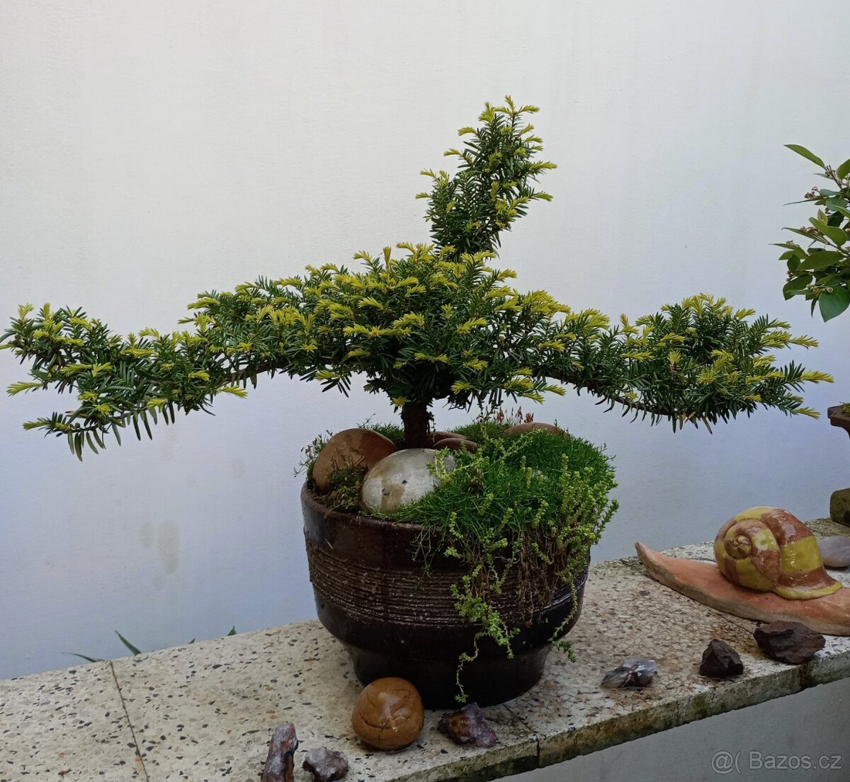 Tis červený bonsai