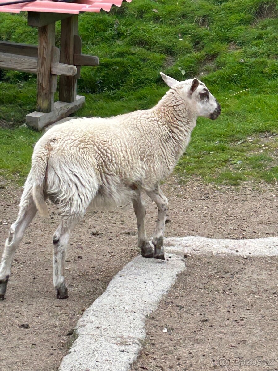 Prodám jehňata