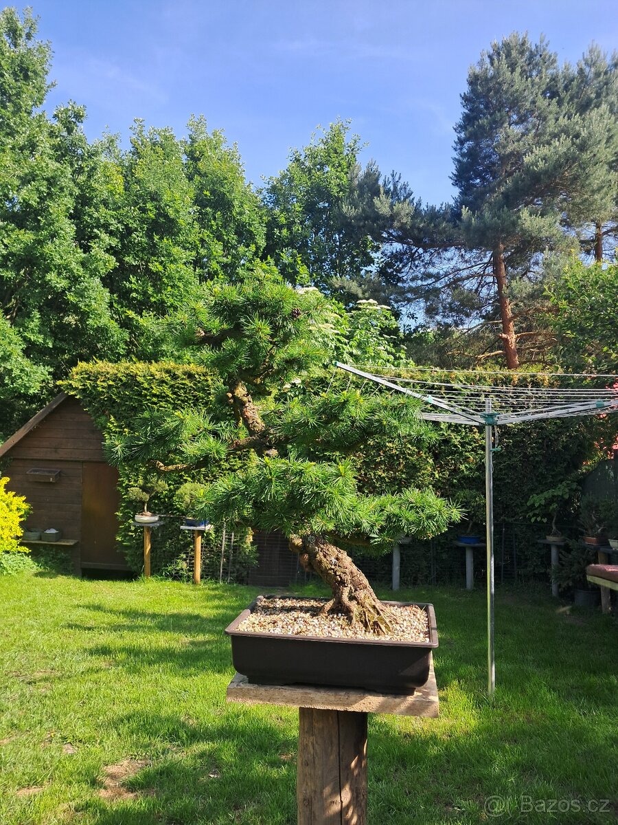 Bonsaj,bonsai Modřín