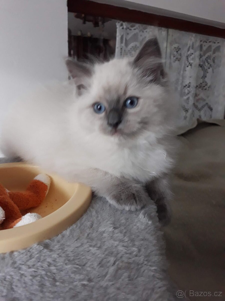 Ragdoll koťátka s PP