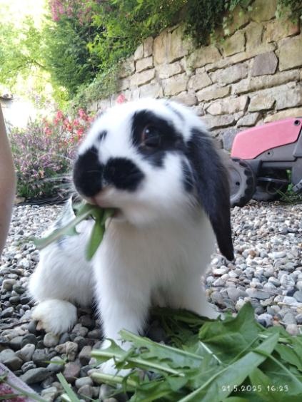 Daruji dva zakrslé králíčky bud spolu či zvlášť