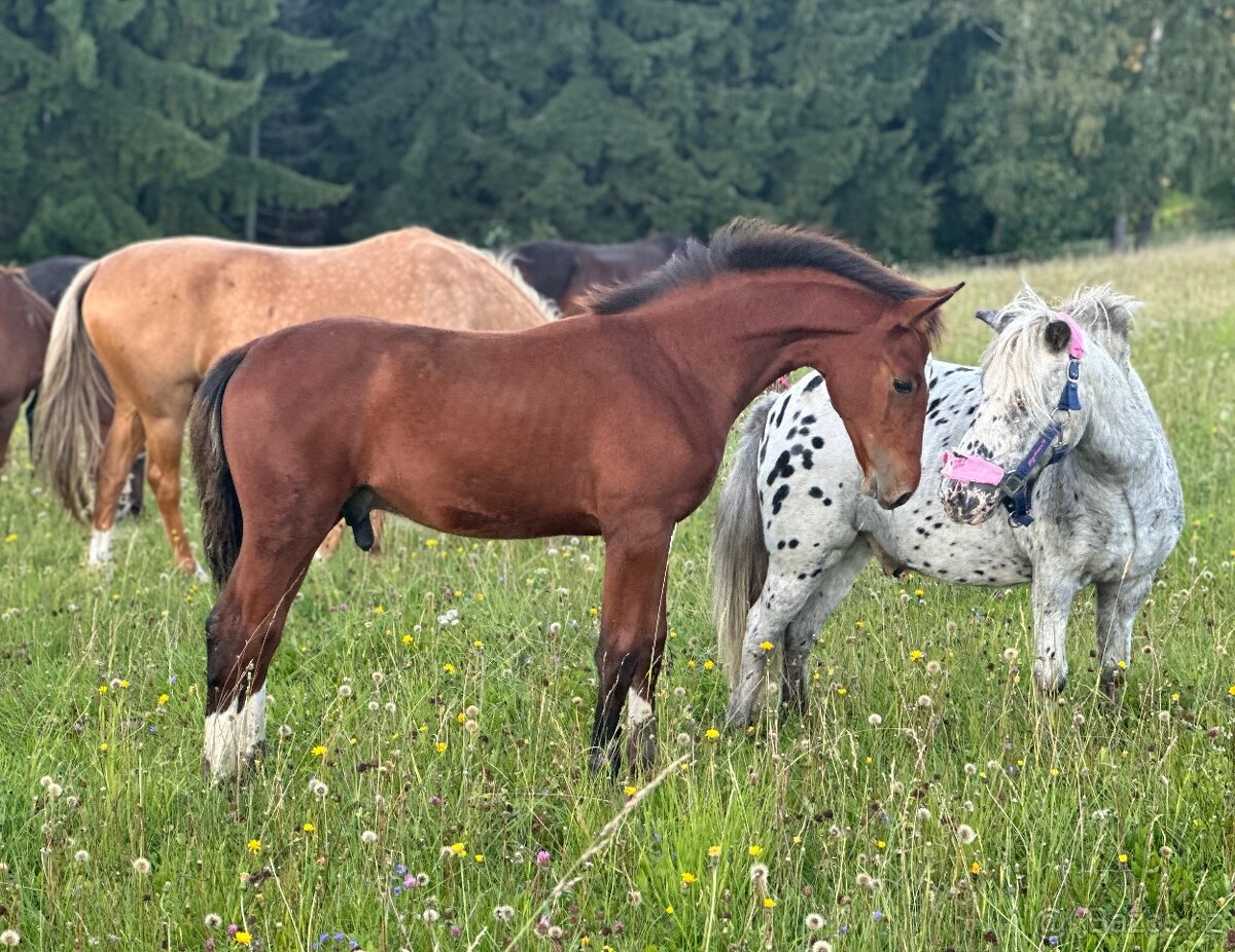 Hřebeček po Kannthago