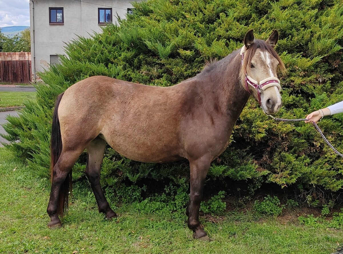 WPBr plavá tříletá kobylka