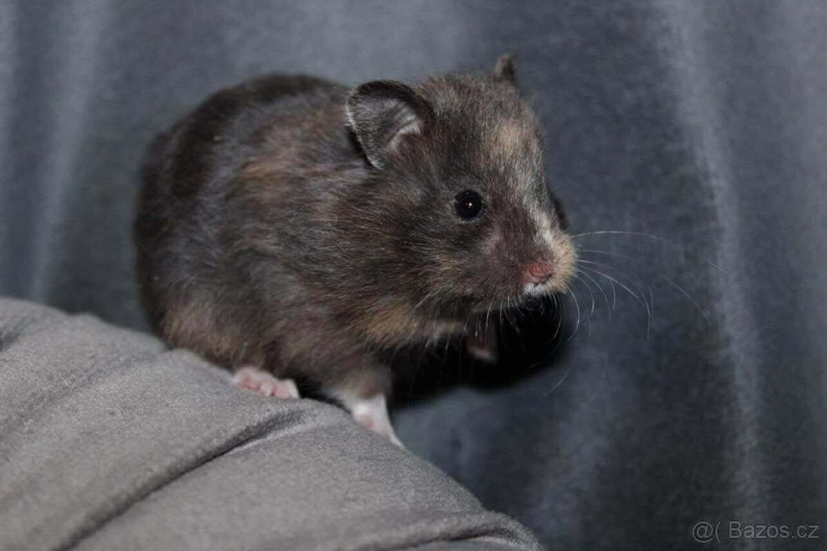 Křeček syrský