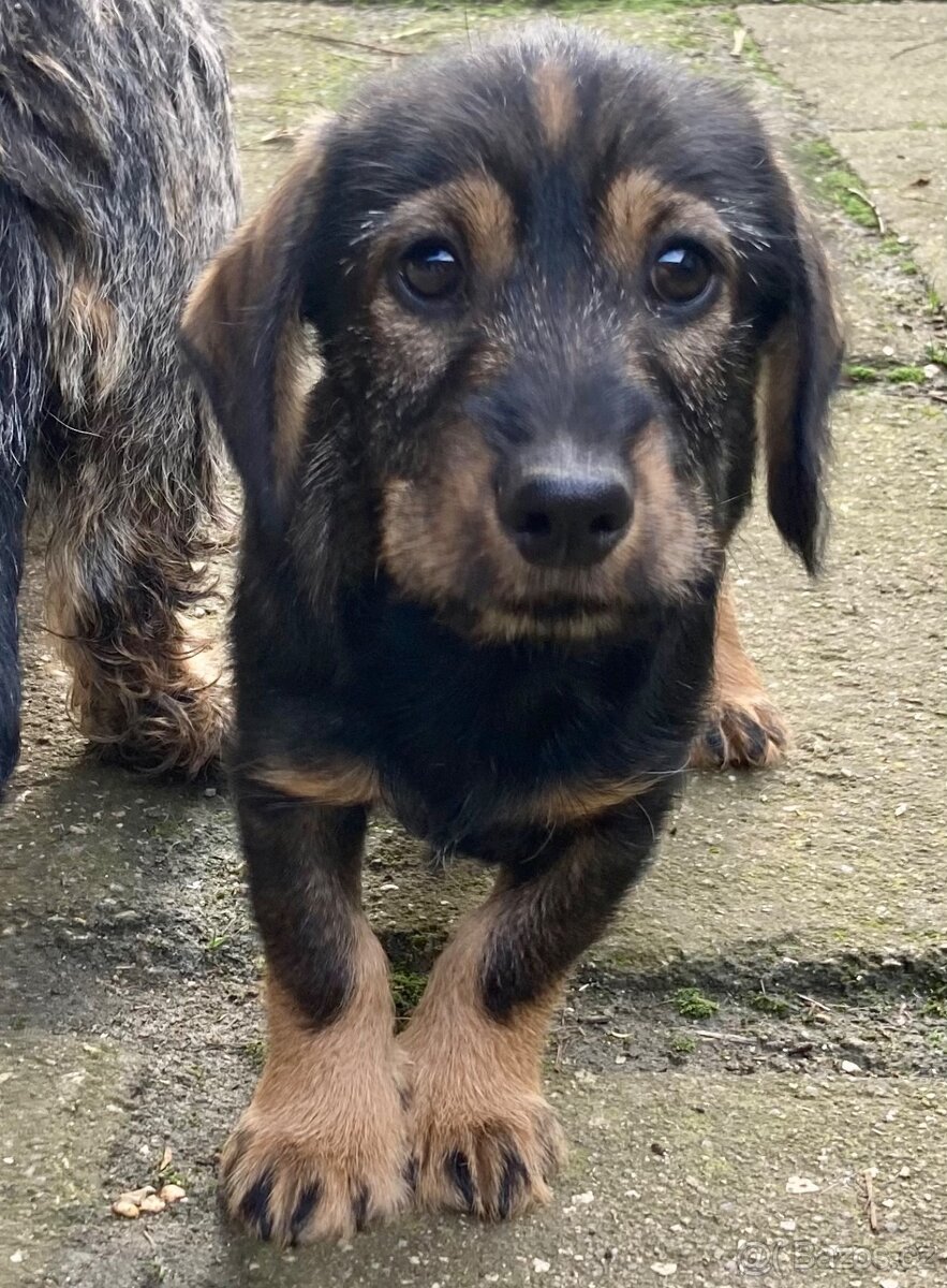 Nabízím štěně jezevčíka (kříženec drsnos. a krátkosrstý)