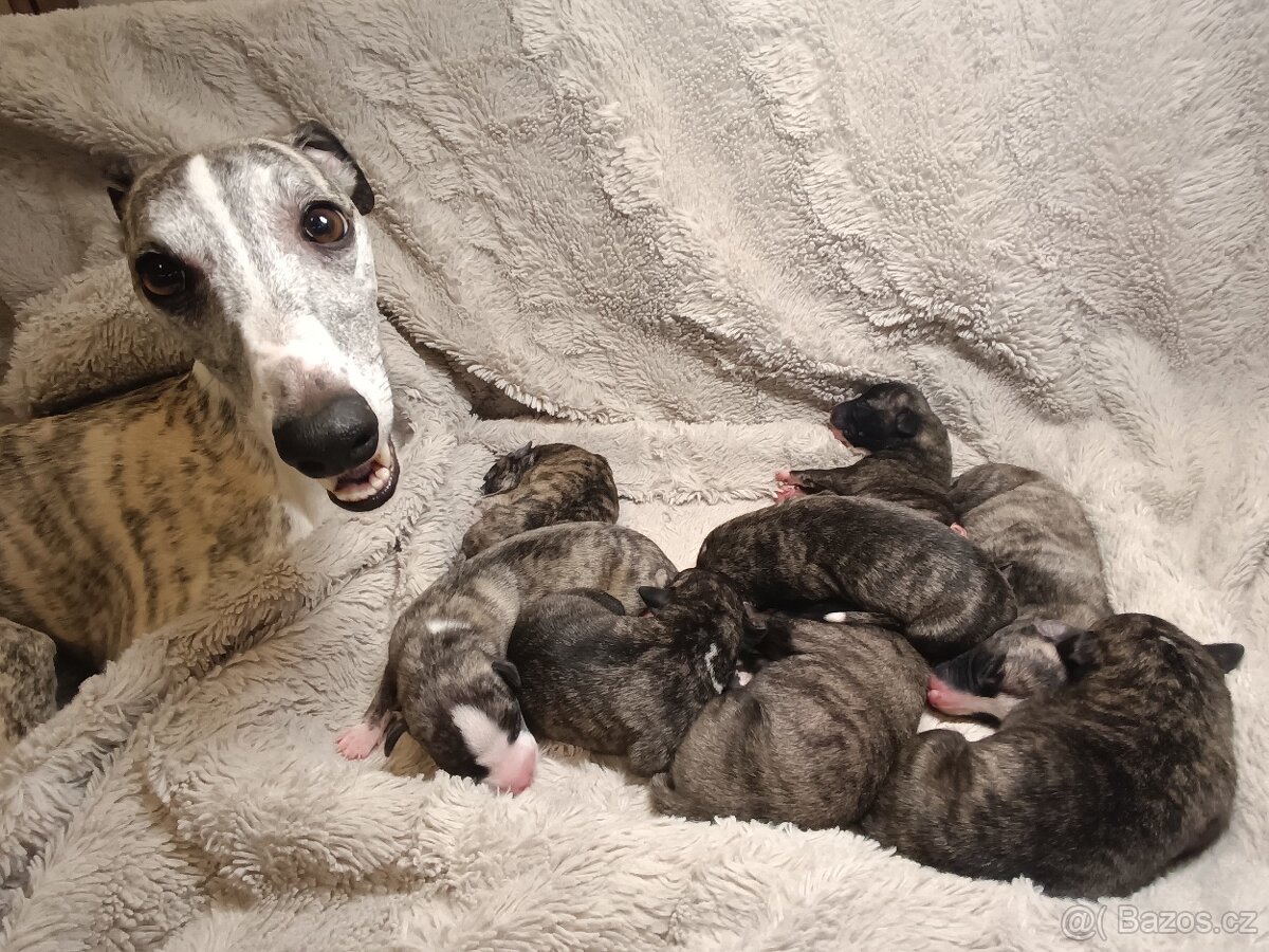 Vipet/Whippet - prodej štěňata s PP